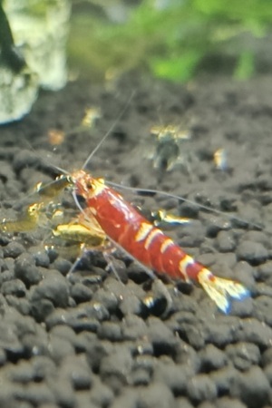 vaření